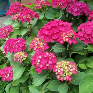 2 x hortensia  - hydrangea macrophylla 'glowing embers'  - 25-30 cm pot