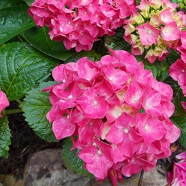 2 x hortensia  - hydrangea macrophylla 'glowing embers'  - 25-30 cm pot