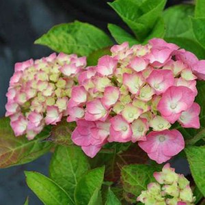 2 x hortensia  - hydrangea macrophylla 'king george vii'  - 25-30 cm pot