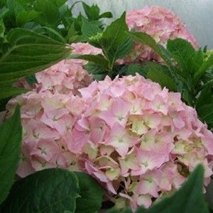 2 x hortensia  - hydrangea macrophylla 'king george vii'  - 25-30 cm pot