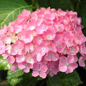 2 x hortensia  - hydrangea macrophylla 'hamburg'  - 25-30 cm pot