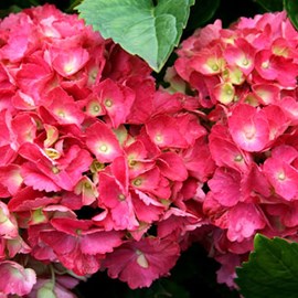 2 x hortensia  - hydrangea macrophylla 'hamburg'  - 25-30 cm pot