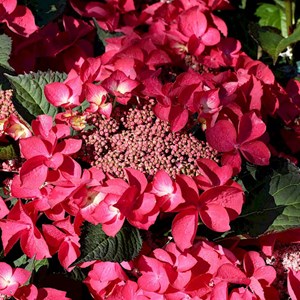 2 x hortensia  - hydrangea macrophylla 'kardinal'  - 25-30 cm pot