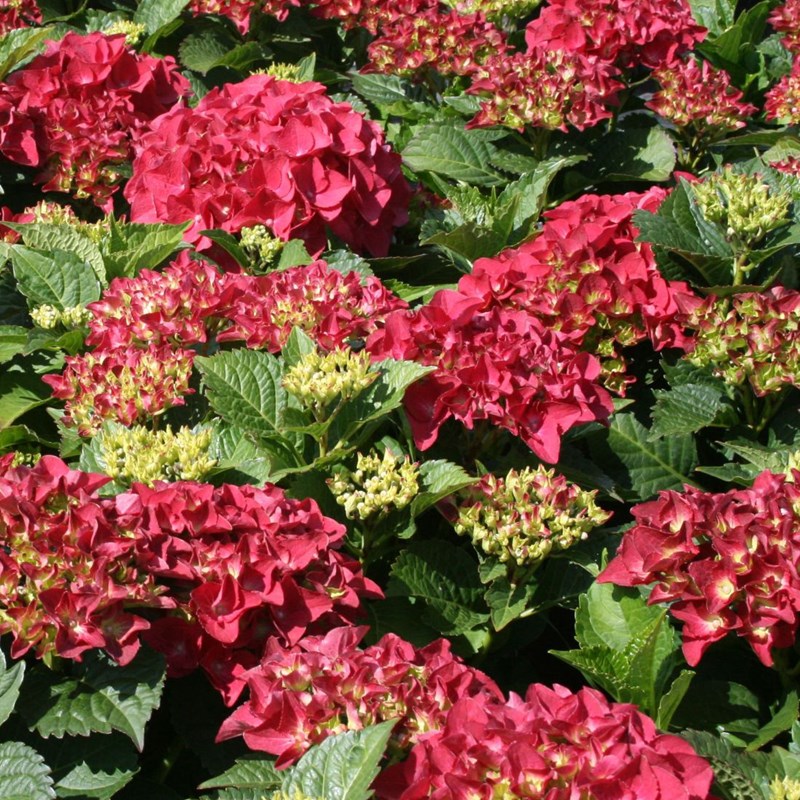 Arborix - 2 x hortensia - hydrangea macrophylla 'kardinal' - 25-30 cm pot