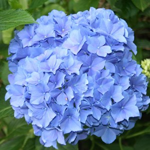 2 x hortensia  - hydrangea macrophylla 'blauer zwerg'  - 25-30 cm pot