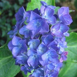 2 x hortensia  - hydrangea macrophylla 'blauer zwerg'  - 25-30 cm pot