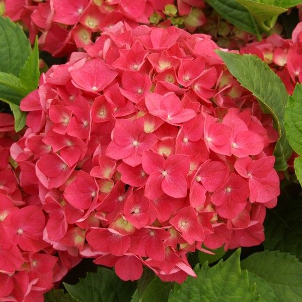 Arborix - 2 x hortensia - hydrangea macrophylla 'leuchtfeuer' - 25-30 cm pot