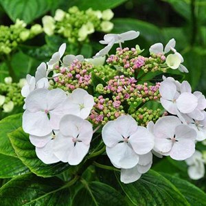 2 x hortensia  - hydrangea macrophylla 'libelle'  - 25-30 cm pot