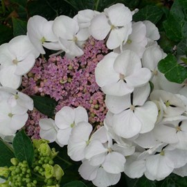 2 x hortensia  - hydrangea macrophylla 'libelle'  - 25-30 cm pot