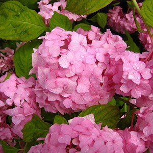 2 x hortensia  - hydrangea macrophylla 'sibilla'  - 25-30 cm pot