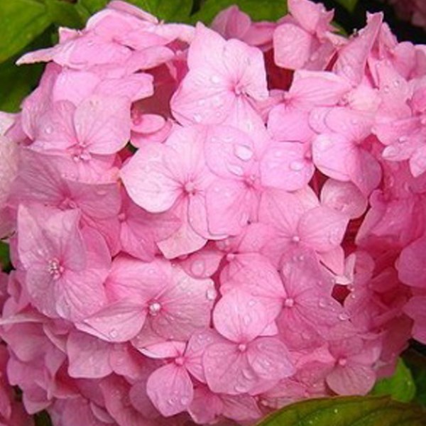 Arborix - 2 x hortensia  - hydrangea macrophylla 'sibilla'  - 25-30 cm pot
