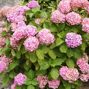2 x hortensia  - hydrangea macrophylla 'messalina'  - 25-30 cm pot