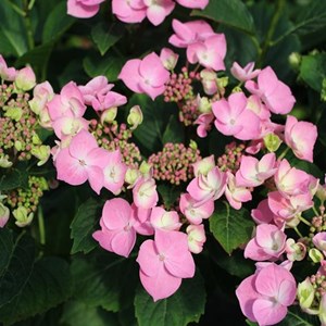 2 x hortensia  - hydrangea macrophylla 'messalina'  - 25-30 cm pot