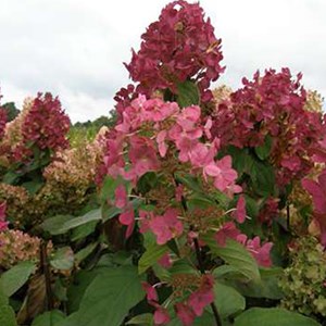 2 x hortensia paniculé ® - hydrangea paniculata 'mega mindy'  - 40-50 cm pot