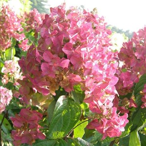 2 x hortensia paniculé ® - hydrangea paniculata 'mega mindy'  - 40-50 cm pot