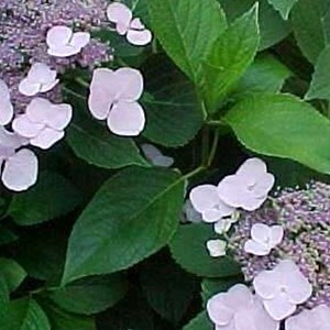 2 x hortensia  - hydrangea 'mariesii perfecta'  - 25-30 cm pot