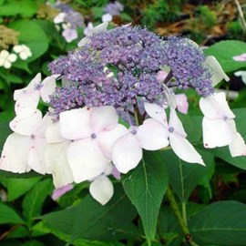 2 x hortensia  - hydrangea 'mariesii perfecta'  - 25-30 cm pot