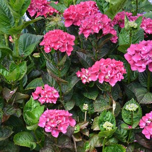 2 x hortensia 'merveille sanguine' - hydrangea macrophylla 'merveille