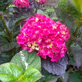 2 x hortensia 'merveille sanguine' - hydrangea macrophylla 'merveille