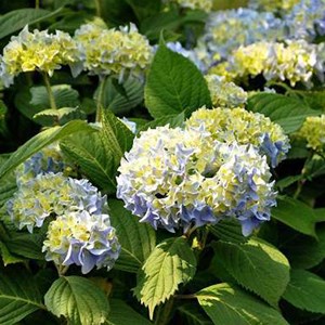 2 x hortensia  - hydrangea macrophylla 'nikko blue'  - 25-30 cm pot