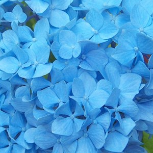 2 x hortensia  - hydrangea macrophylla 'nikko blue'  - 25-30 cm pot