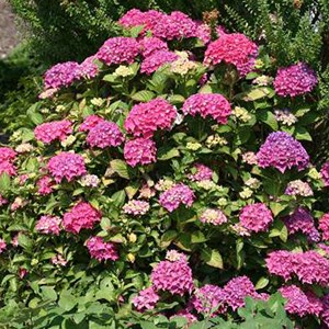 2 x hortensia  - hydrangea macrophylla 'pia'  - 25-30 cm pot