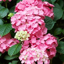 2 x hortensia  - hydrangea macrophylla 'pia'  - 25-30 cm pot