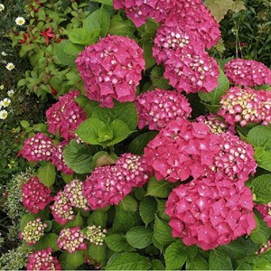 2 x hortensia  - hydrangea macrophylla 'rotkehlchen'  - 20-25 cm pot