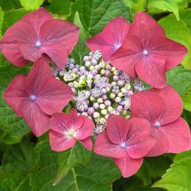 2 x hortensia  - hydrangea macrophylla 'rotkehlchen'  - 20-25 cm pot