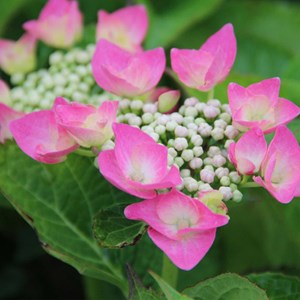 2 x hortensia  - hydrangea macrophylla 'taube'  - 25-30 cm pot