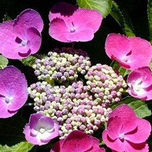 2 x hortensia  - hydrangea macrophylla 'taube'  - 25-30 cm pot