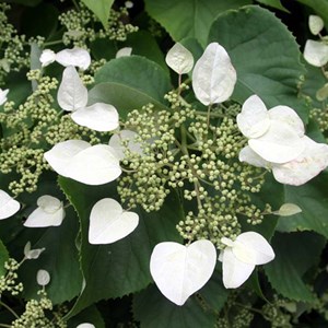 2 x lacecap hortensia  - hydrangea 'mariesii grandiflora'  - 25-30 cm pot