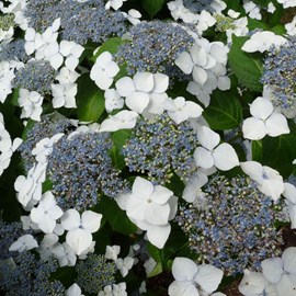 2 x lacecap hortensia  - hydrangea 'mariesii grandiflora'  - 25-30 cm pot