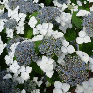 2 x lacecap hortensia  - hydrangea 'mariesii grandiflora'  - 25-30 cm pot