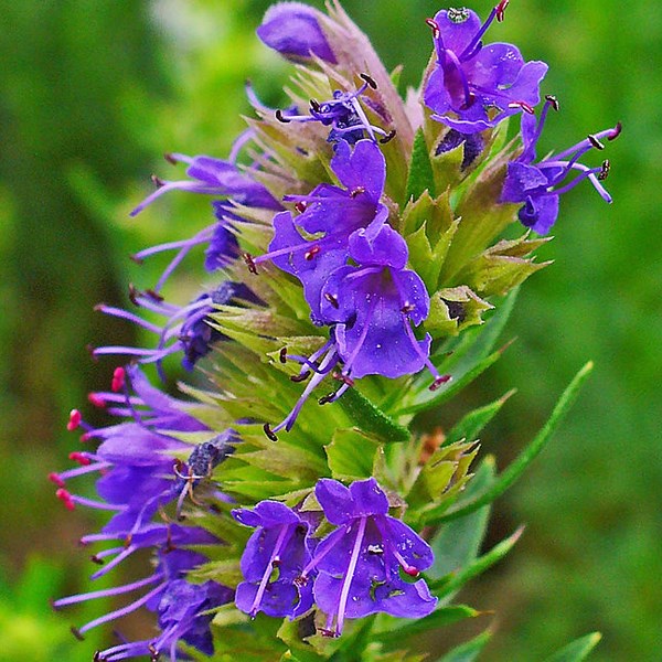 6 x hysope officinale - hyssopus officinalis - godet 9x9 cm