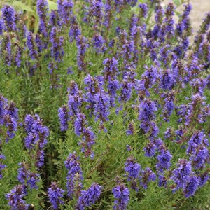 6 x hysope officinale - hyssopus officinalis  - godet 9x9 cm