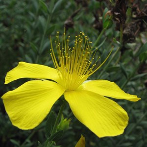 6 x millepertuis du mont olympe - hypericum olympicum  - godet 9x9 cm