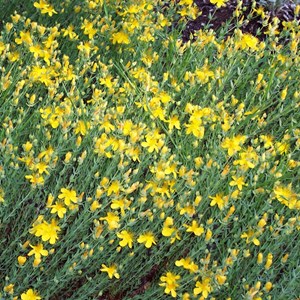 6 x millepertuis du mont olympe - hypericum olympicum  - godet 9x9 cm