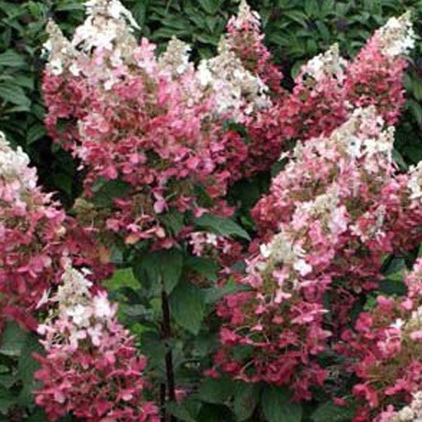 Arborix - Hortensia  - hydrangea paniculata 'dart's little dot'  - 30-40 cm pot