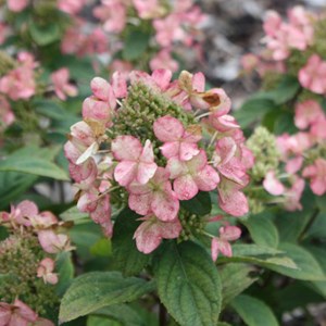 Hortensia  - hydrangea paniculata 'dart's little dot'  - 30-40 cm pot