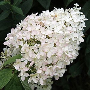 Hortensia paniculé  - hydrangea paniculata 'grandiflora'  - 60-80 cm pot
