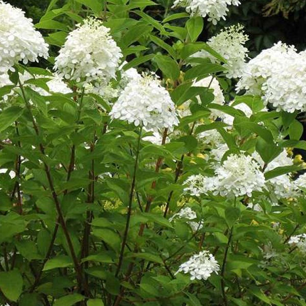 Arborix - 2 x hortensia paniculé  - hydrangea paniculata 'grandiflora'  - 40-50 cm pot