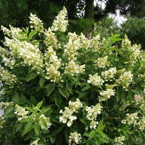 2 x hortensia paniculé  - hydrangea paniculata 'kyushu'  - 40-50 cm pot