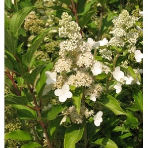 2 x hortensia paniculé  - hydrangea paniculata 'kyushu'  - 40-50 cm pot