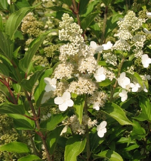 Arborix - 2 x hortensia paniculé  - hydrangea paniculata 'kyushu'  - 40-50 cm pot