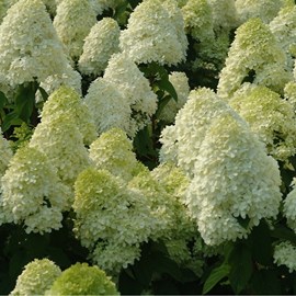Hortensia paniculé  - hydrangea paniculata 'limelight'  - 60-80 cm pot