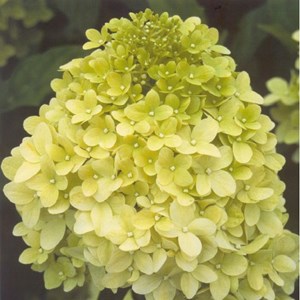 2 x hortensia paniculé  - hydrangea paniculata 'limelight'  - 40-50 cm pot