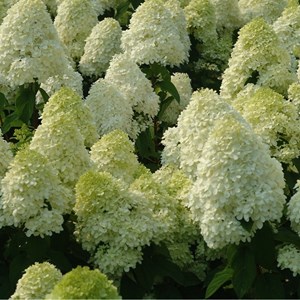 2 x hortensia paniculé  - hydrangea paniculata 'limelight'  - 40-50 cm pot