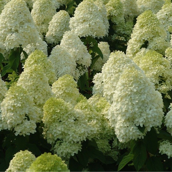 Arborix - 2 x hortensia paniculé  - hydrangea paniculata 'limelight'  - 40-50 cm pot