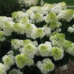 2 x hortensia paniculé ® - hydrangea paniculata 'polar bear'  - 40-50 cm pot